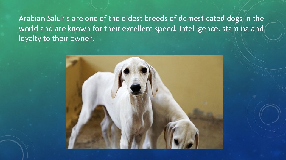Arabian Salukis are one of the oldest breeds of domesticated dogs in the world Arabian Salukis are one of the oldest breeds of domesticated dogs in the world