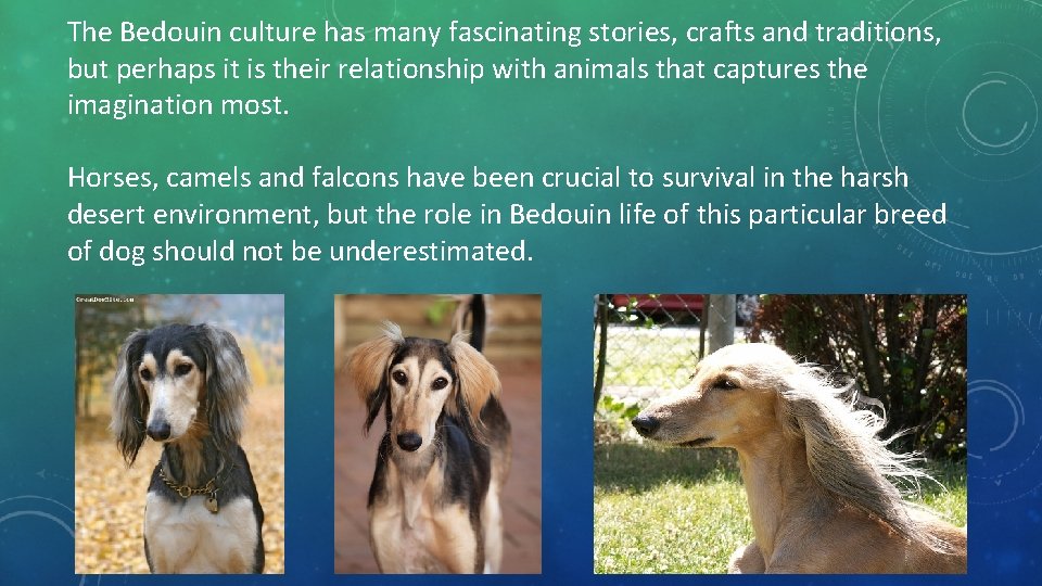 The Bedouin culture has many fascinating stories, crafts and traditions, but perhaps it is The Bedouin culture has many fascinating stories, crafts and traditions, but perhaps it is