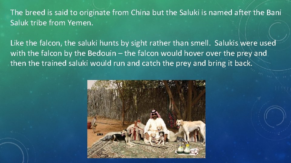 The breed is said to originate from China but the Saluki is named after The breed is said to originate from China but the Saluki is named after