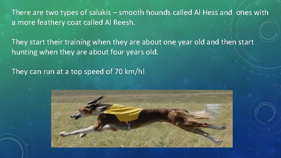 There are two types of salukis – smooth hounds called Al Hess and ones There are two types of salukis – smooth hounds called Al Hess and ones