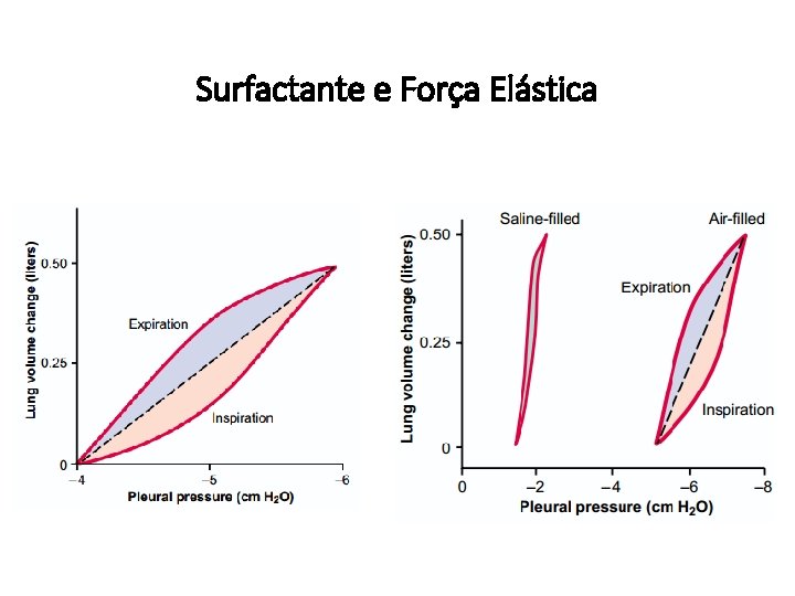 Surfactante e Força Elástica 