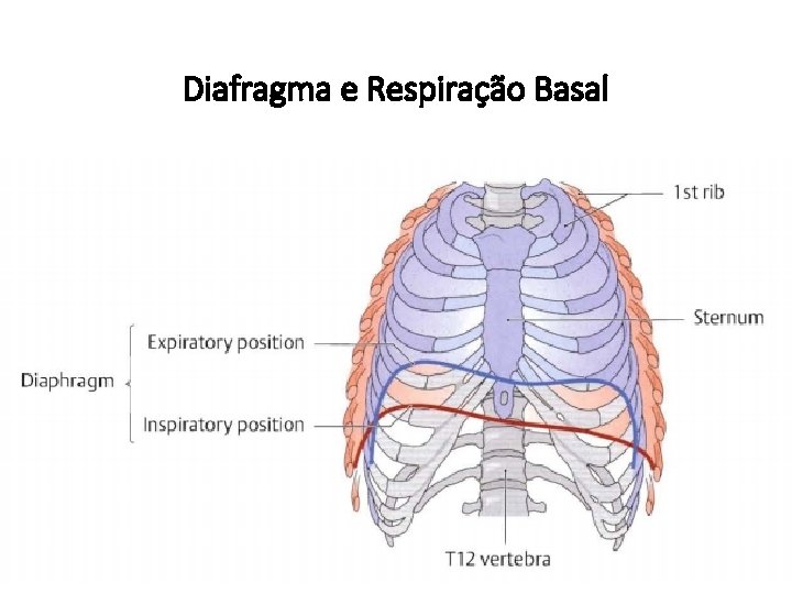 Diafragma e Respiração Basal 
