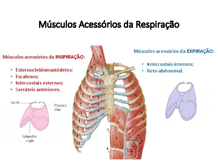 Músculos Acessórios da Respiração Músculos acessórios da INSPIRAÇÃO: • • Esternocleidomastódeios; Escalenos; Intercostais externos;