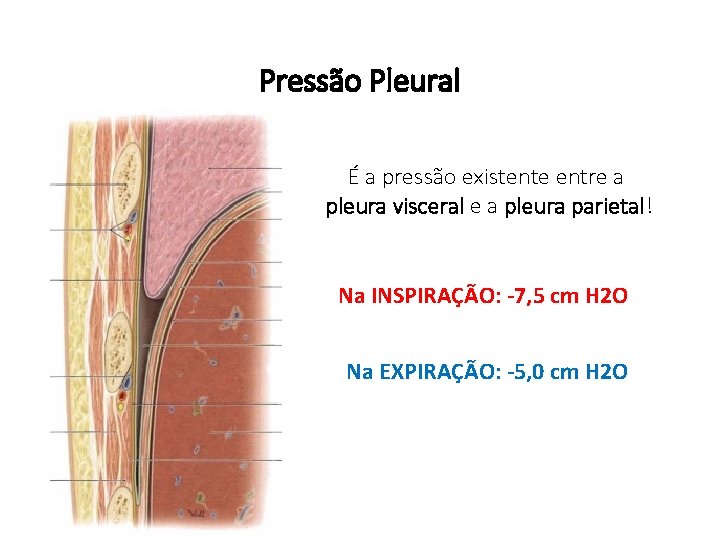 Pressão Pleural É a pressão existente entre a pleura visceral e a pleura parietal!