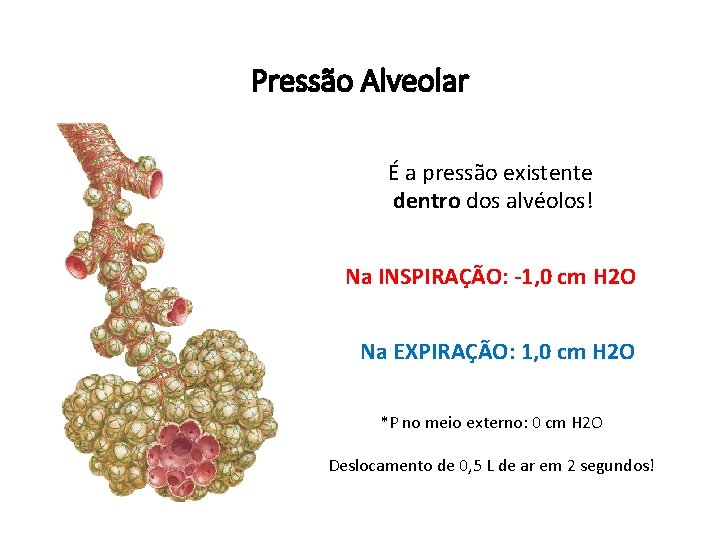 Pressão Alveolar É a pressão existente dentro dos alvéolos! Na INSPIRAÇÃO: -1, 0 cm