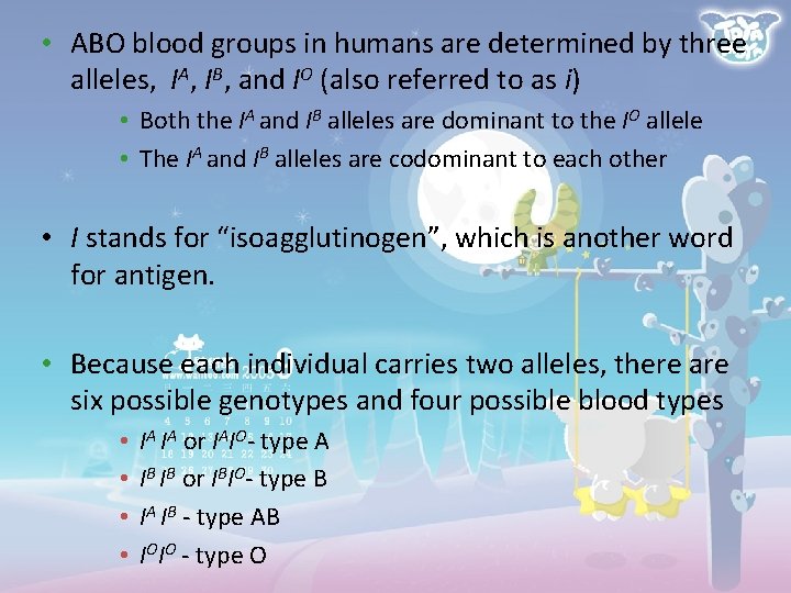  • ABO blood groups in humans are determined by three alleles, IA, IB,