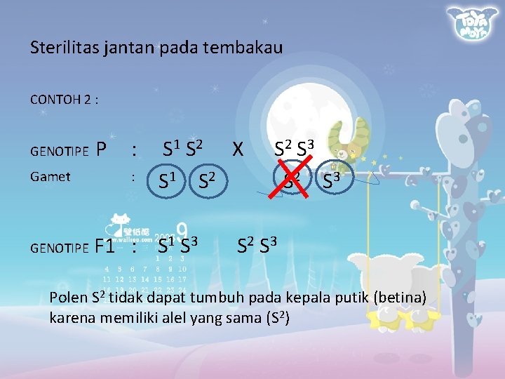 Sterilitas jantan pada tembakau CONTOH 2 : GENOTIPE Gamet GENOTIPE P : : S