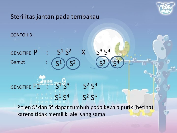 Sterilitas jantan pada tembakau CONTOH 3 : GENOTIPE Gamet GENOTIPE P : : S