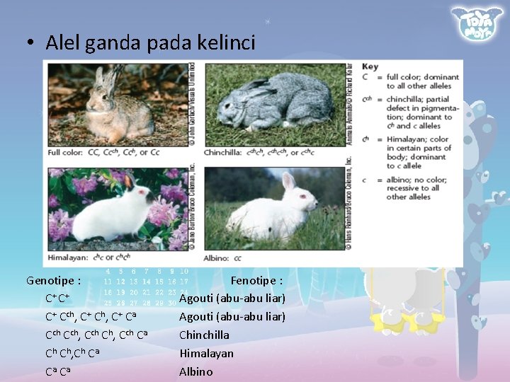  • Alel ganda pada kelinci Genotipe : C+ C+ C+ Cch, C+ Ca