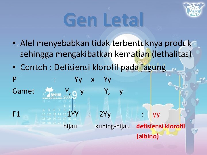 Gen Letal • Alel menyebabkan tidak terbentuknya produk sehingga mengakibatkan kematian (lethalitas) • Contoh