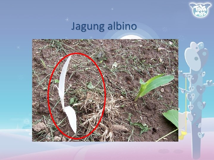 Jagung albino 