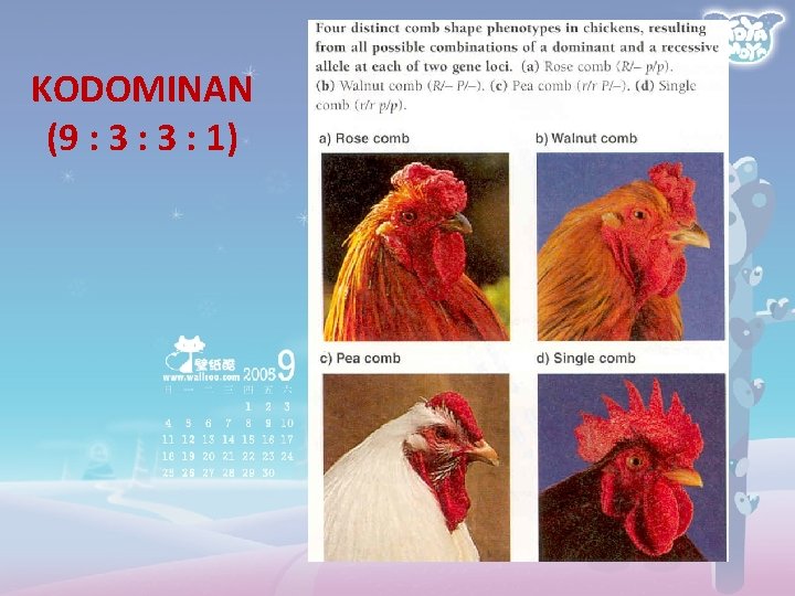 KODOMINAN (9 : 3 : 1) 