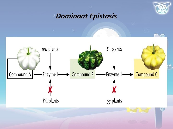 Dominant Epistasis 