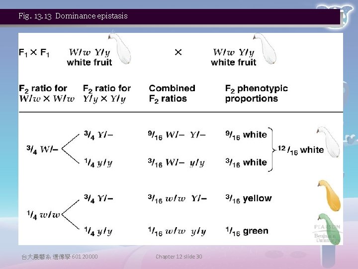 Fig. 13 Dominance epistasis 台大農藝系 遺傳學 601 20000 Chapter 12 slide 30 