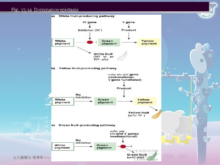Fig. 13. 14 Dominance epistasis 台大農藝系 遺傳學 601 20000 