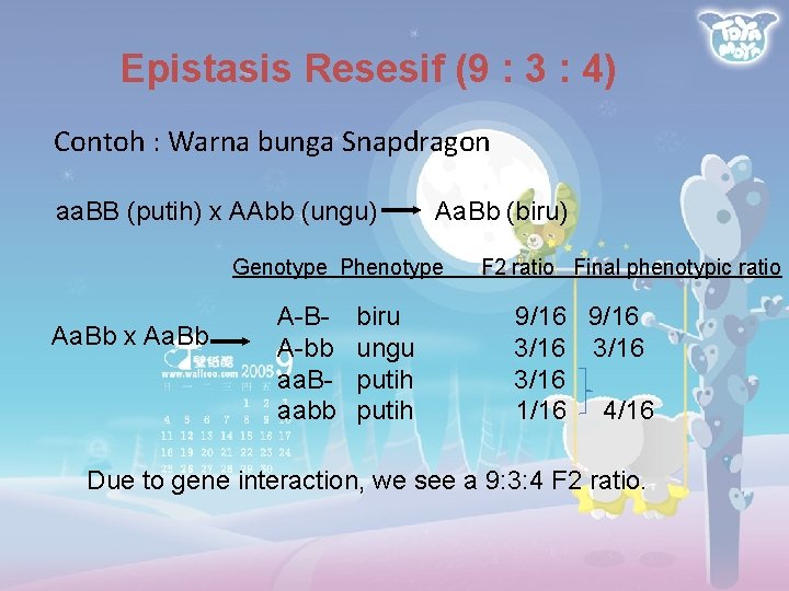 Epistasis Resesif (9 : 3 : 4) Contoh : Warna bunga Snapdragon aa. BB