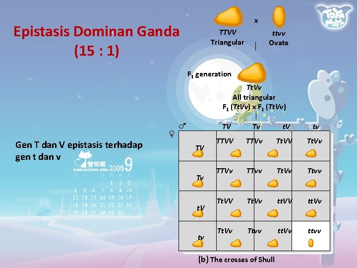 x Epistasis Dominan Ganda (15 : 1) TTVV Triangular ttvv Ovate F 1 generation