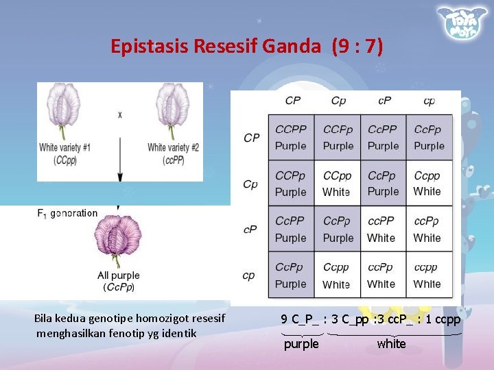 Epistasis Resesif Ganda (9 : 7) Bila kedua genotipe homozigot resesif menghasilkan fenotip yg