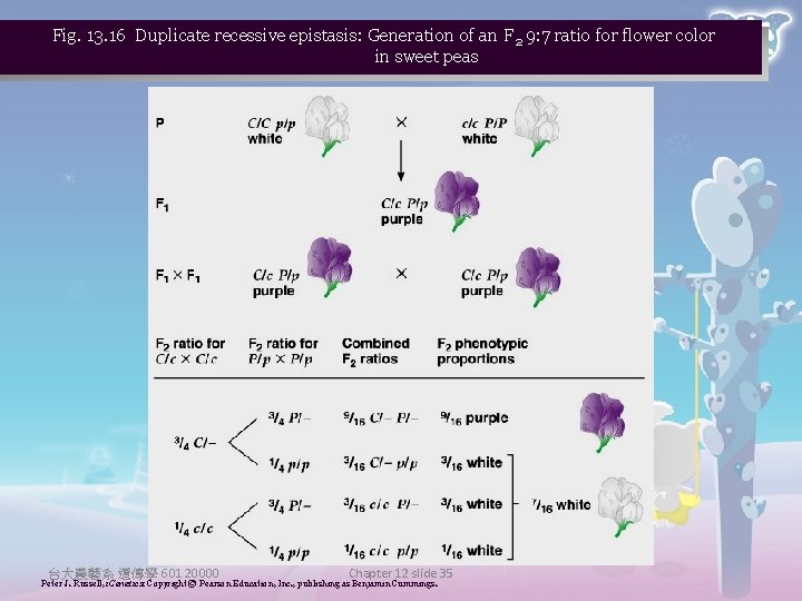 Fig. 13. 16 Duplicate recessive epistasis: Generation of an F 2 9: 7 ratio