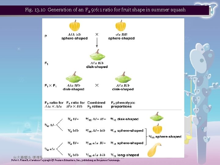 Fig. 13. 10 Generation of an F 2 9: 6: 1 ratio for fruit