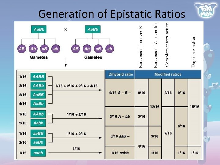 Duplicate action Complementary action Epistasis of A- over bb Epistasis of aa over B-
