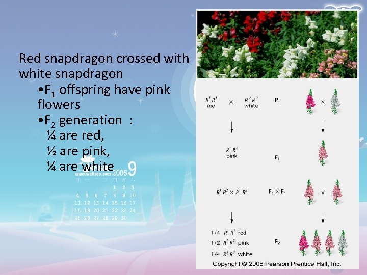 Red snapdragon crossed with white snapdragon • F 1 offspring have pink flowers •