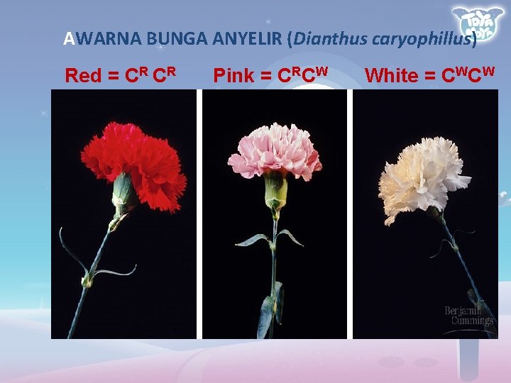 AWARNA BUNGA ANYELIR (Dianthus caryophillus) Red = CR CR Pink = CRCW White =
