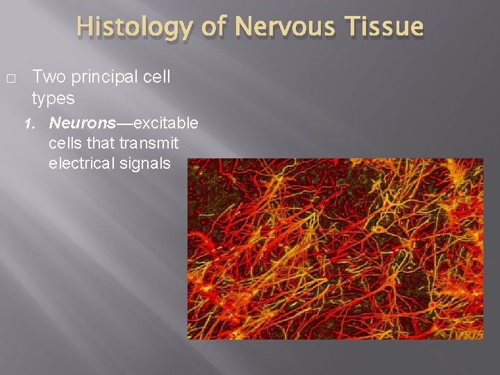 Histology of Nervous Tissue � Two principal cell types 1. Neurons—excitable cells that transmit