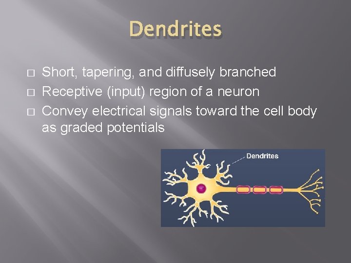Dendrites � � � Short, tapering, and diffusely branched Receptive (input) region of a
