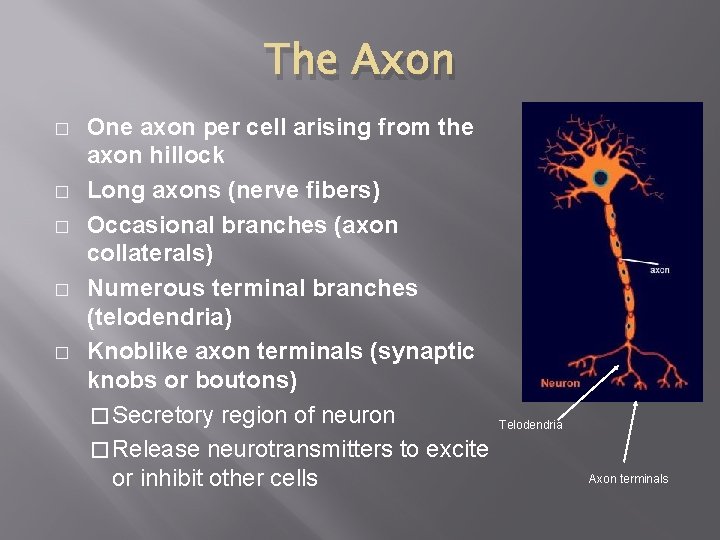 The Axon � � � One axon per cell arising from the axon hillock The Axon � � � One axon per cell arising from the axon hillock