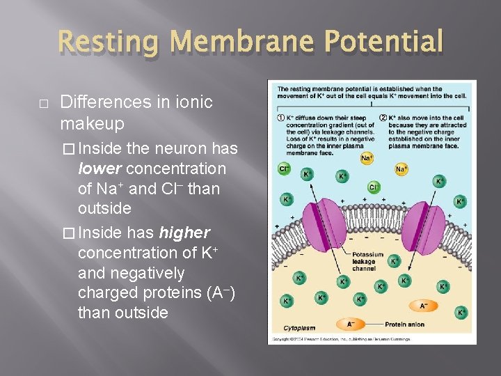 Resting Membrane Potential � Differences in ionic makeup � Inside the neuron has lower Resting Membrane Potential � Differences in ionic makeup � Inside the neuron has lower