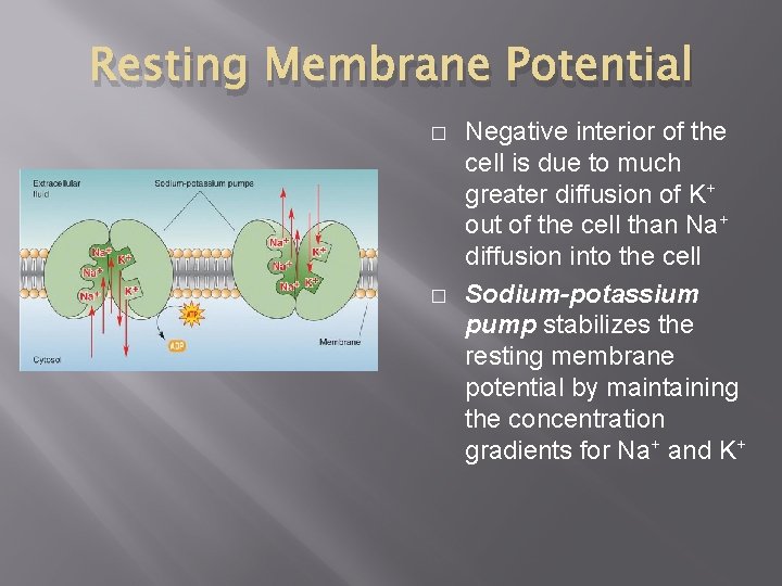 Resting Membrane Potential � � Negative interior of the cell is due to much