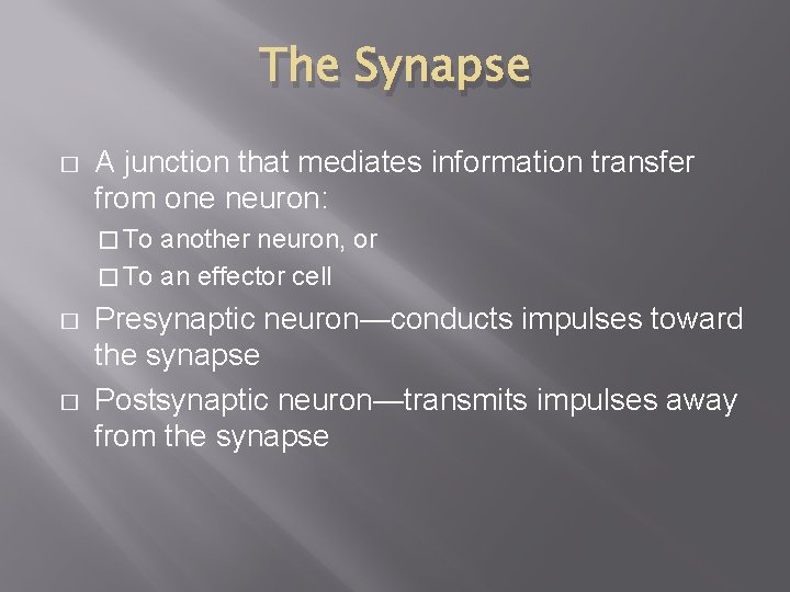 The Synapse � A junction that mediates information transfer from one neuron: � To