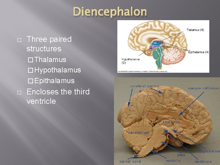 Diencephalon � Three paired structures � Thalamus � Hypothalamus � Epithalamus � Encloses the