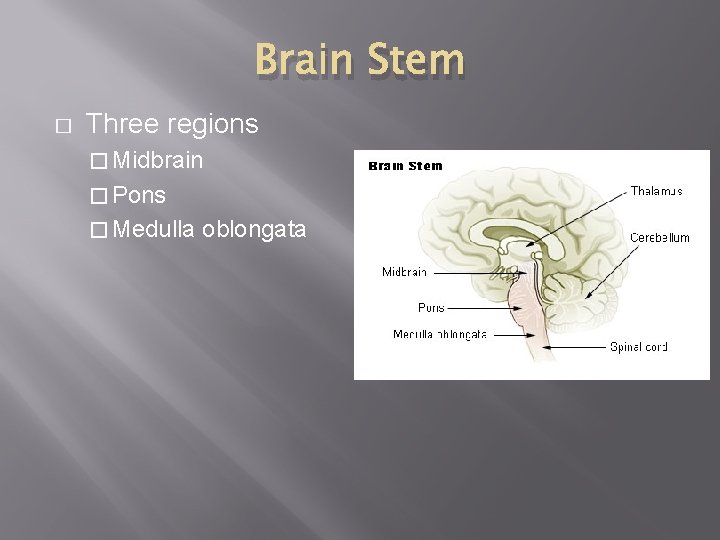 Brain Stem � Three regions � Midbrain � Pons � Medulla oblongata 