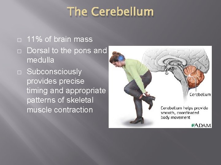 The Cerebellum � � � 11% of brain mass Dorsal to the pons and