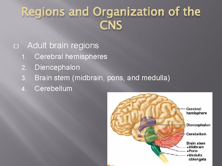 Regions and Organization of the CNS Adult brain regions � 1. 2. 3. 4.