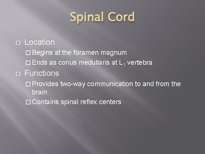Spinal Cord � Location � Begins at the foramen magnum � Ends as conus Spinal Cord � Location � Begins at the foramen magnum � Ends as conus