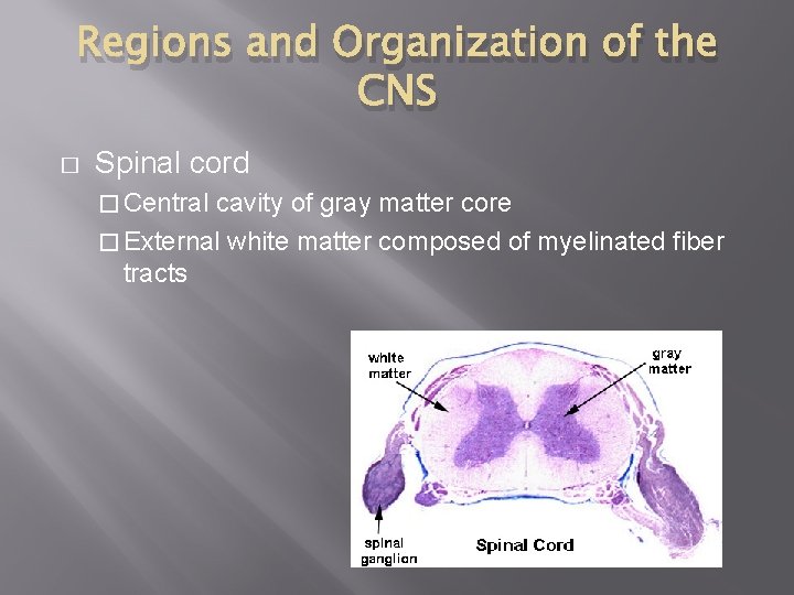 Regions and Organization of the CNS � Spinal cord � Central cavity of gray