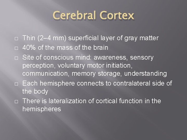 Cerebral Cortex � � � Thin (2– 4 mm) superficial layer of gray matter