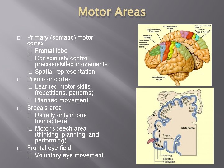 Motor Areas � � Primary (somatic) motor cortex � Frontal lobe � Consciously control