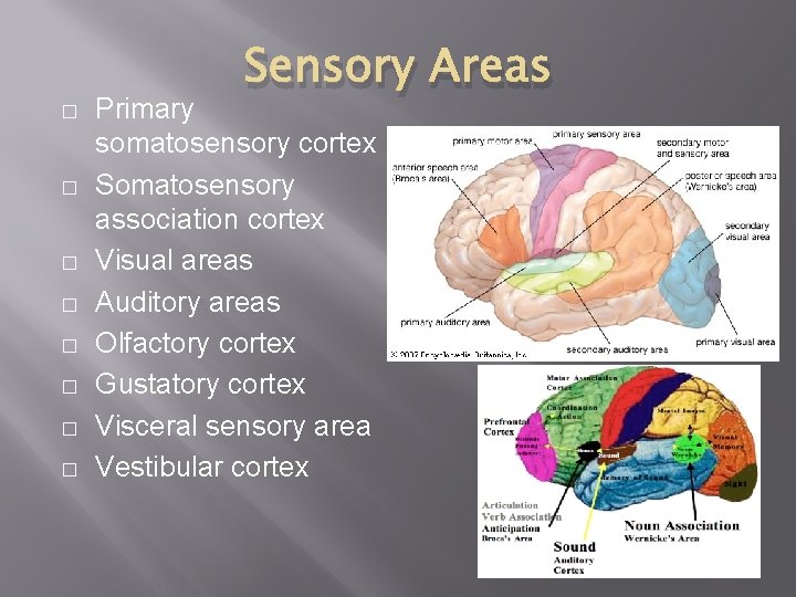 � � � � Sensory Areas Primary somatosensory cortex Somatosensory association cortex Visual areas