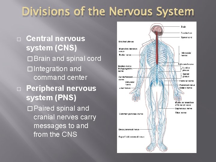 Divisions of the Nervous System � Central nervous system (CNS) � Brain and spinal