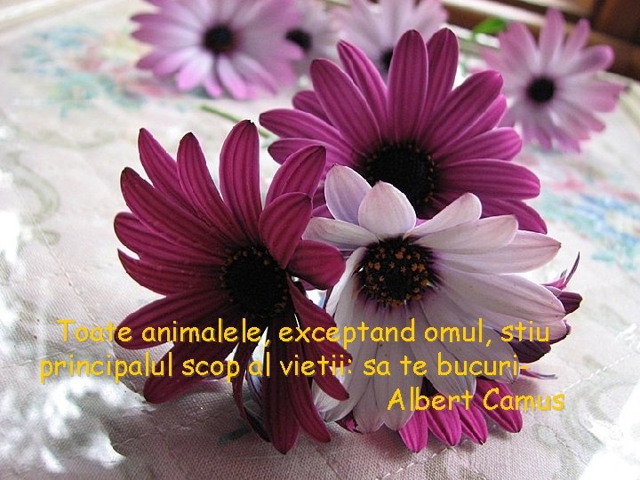 Toate animalele, exceptand omul, stiu principalul scop al vietii: sa te bucuri. Albert Camus