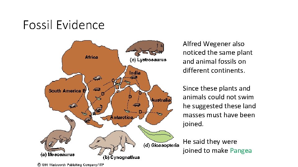 Fossil Evidence Alfred Wegener also noticed the same plant and animal fossils on different