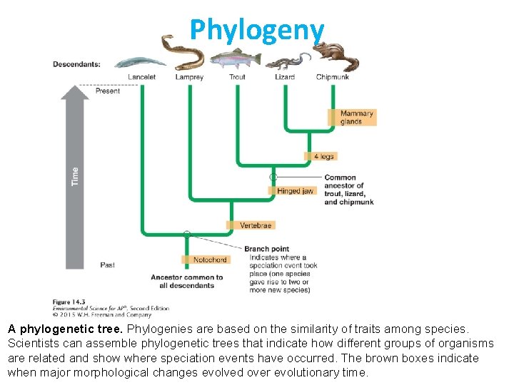 Chapter 5 Evolution of Biodiversity AP is a