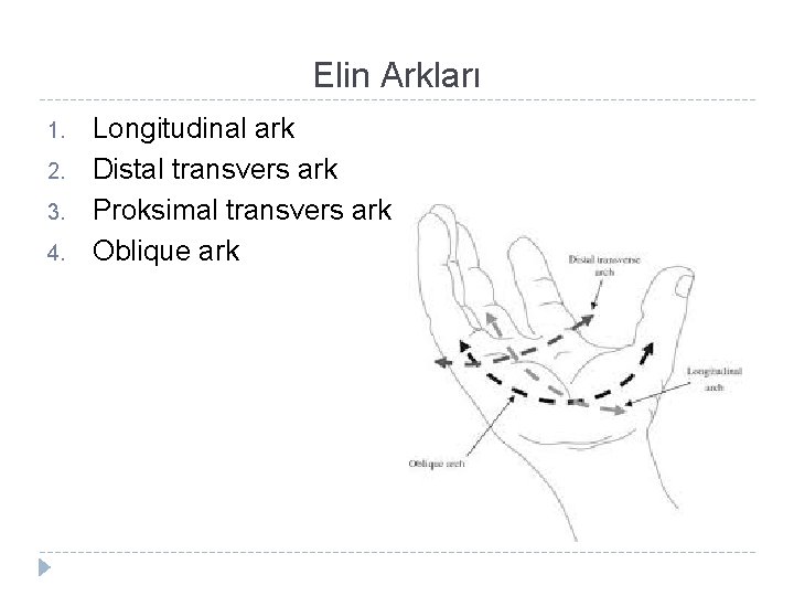 Elin Arkları 1. 2. 3. 4. Longitudinal ark Distal transvers ark Proksimal transvers ark Elin Arkları 1. 2. 3. 4. Longitudinal ark Distal transvers ark Proksimal transvers ark