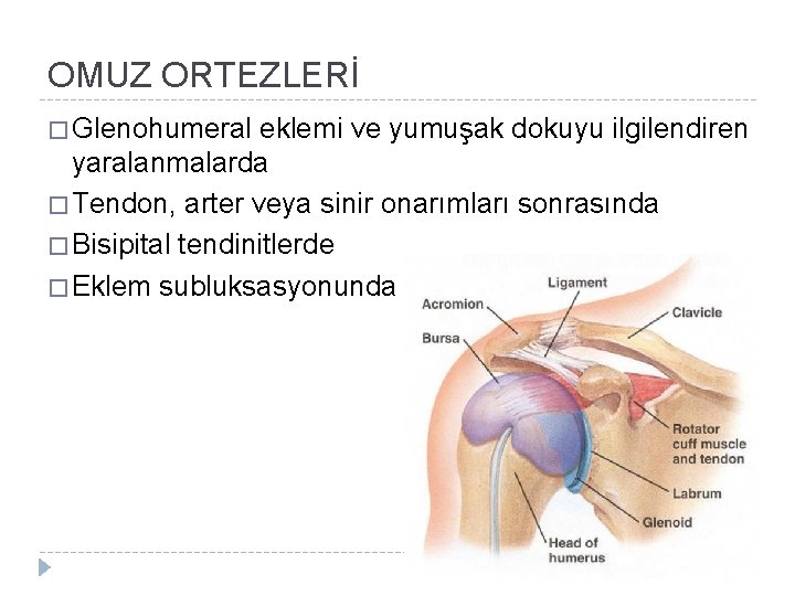 OMUZ ORTEZLERİ � Glenohumeral eklemi ve yumuşak dokuyu ilgilendiren yaralanmalarda � Tendon, arter veya