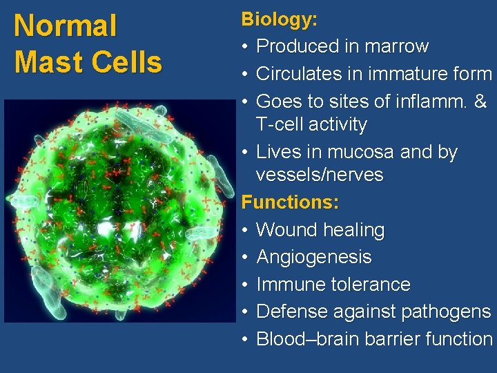Normal Mast Cells Biology: • Produced in marrow • Circulates in immature form • Normal Mast Cells Biology: • Produced in marrow • Circulates in immature form •