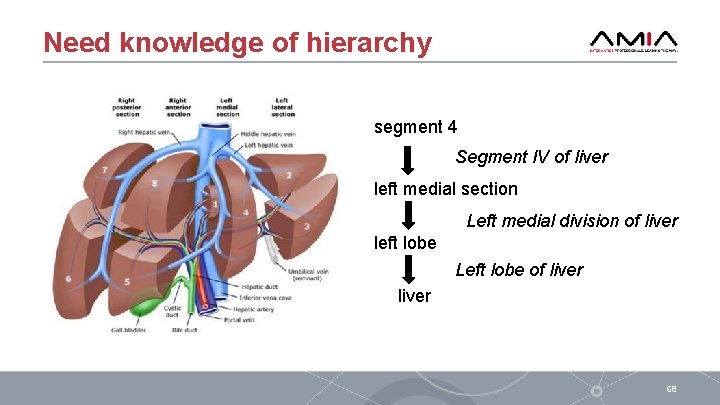 Need knowledge of hierarchy segment 4 Segment IV of liver left medial section Left